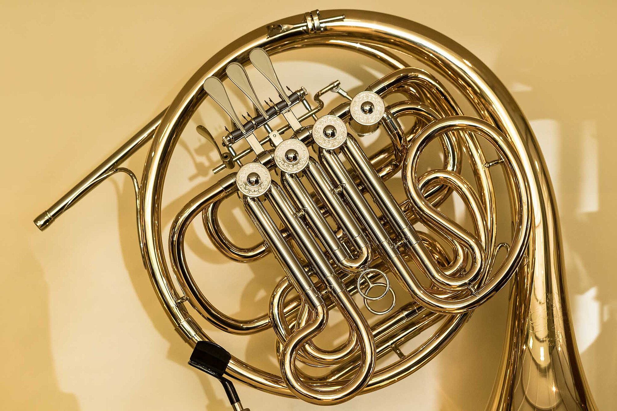 Nahaufnahme eines Horns